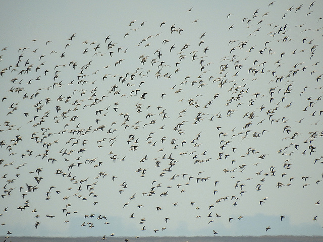 20180403 3422CPw [D~AUR] Vogelschwarm, Limikolen, Leybucht, Greetsiel