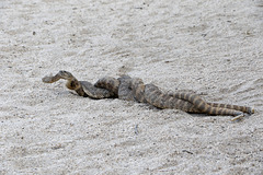 Rattlesnakes Mating