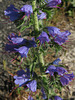 Vipérine commune (Echium vulgare, Boraginaceae) (Chemin de Compostelle, du Mont-Saint-Michel à Mimizan, département de la Gironde, France)