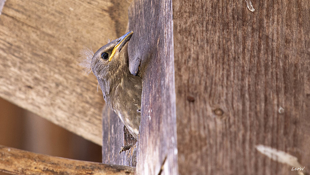 Where is my worm? -- Wo bleibt der Wurm