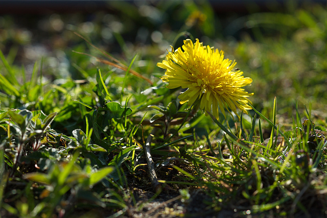 Löwenzahn macht sich bereit für die Beförderung zur Pusteblume