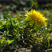 Löwenzahn macht sich bereit für die Beförderung zur Pusteblume