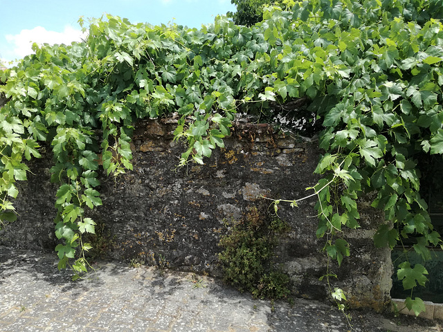 The neighbour's vines don't accomplish the social confinement