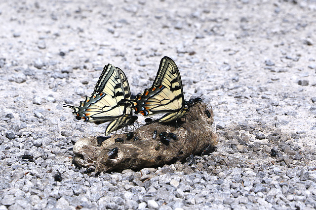 Swallowtails