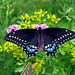 Eastern Black Swallowtail (Papilio polyxenes), female