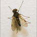 IMG 0088 Fly