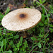 Macrolepiota clelandii, Penedos