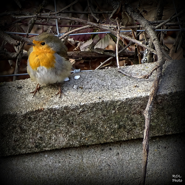 La photo du jour, petit robin  a un peu froid..!