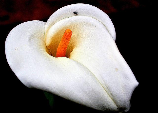 Zantedeschia aethiopica