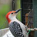 Red-bellied Woodpecker