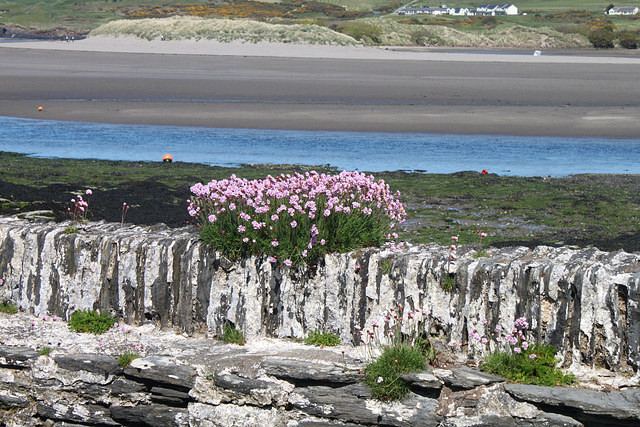 Nevern Estuary