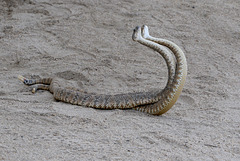 Rattlesnakes Mating