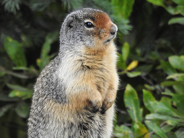 Curious Columbian Ground Squirrel