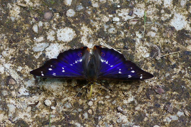 Großer Schillerfalter am Hainholz II