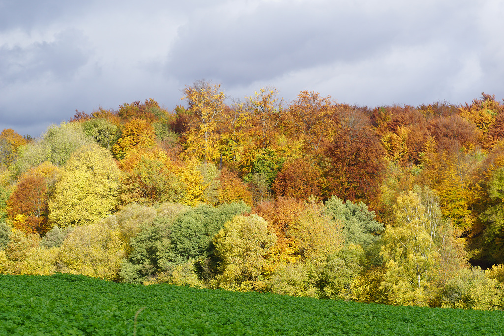 Auch am Hainholz hat der Herbst Einzug gehalten