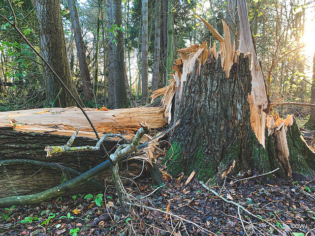 Gale-felled Dawn Redwood