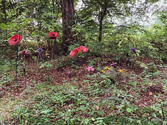 Burgie Arboretum