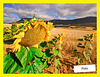 Helianthus annuus, comúnmente girasol+2 PiP