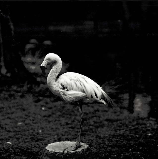 Tiergarten Straubing, Film