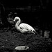 Tiergarten Straubing, Film