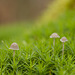 IMG 7541