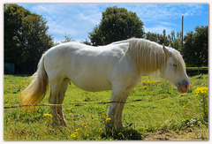 Un bretonne in Normandie