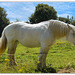 Un bretonne in Normandie
