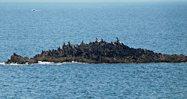 CORMORANS,, en mode séchage