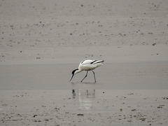 20180403 3424CPw [D~AUR] Säbelschnäbler (Recurvirostra avosetta), Leybucht, Greetsiel