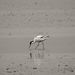 20180403 3424CPw [D~AUR] Säbelschnäbler (Recurvirostra avosetta), Leybucht, Greetsiel