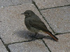 Rougequeue noir à Evolène (Valais, Suisse)