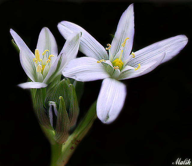 fleur Dominicale.