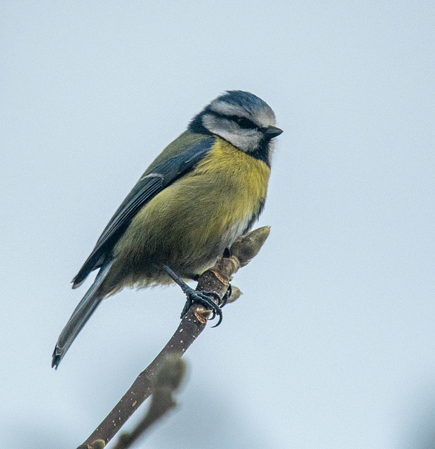 Blue tit