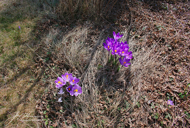 Krokusse im Garten