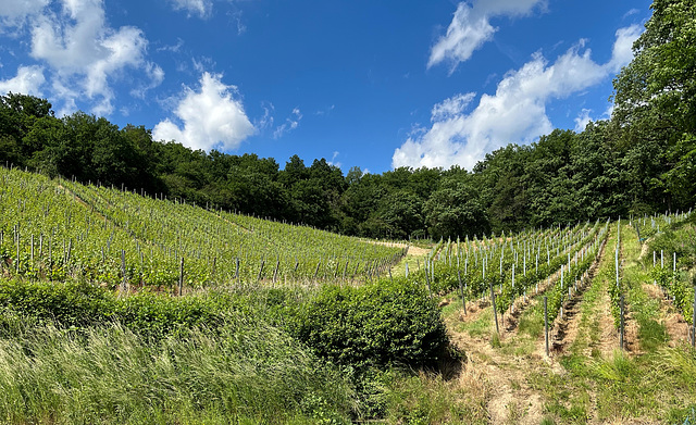 Gruß aus den Weinbergen