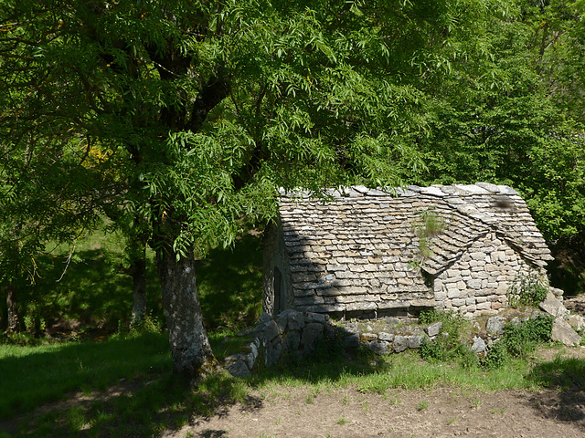 20230606 -08 Lozère tritons (123)