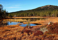 Vikerfjell - Autumn