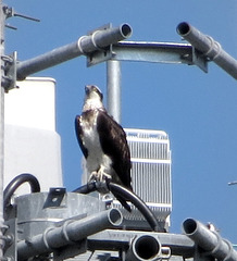 Osprey power!