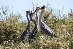 20150518 7936VRTw [R~F] Graureiher (Ardea cinerea), Parc Ornithologique, Camargue