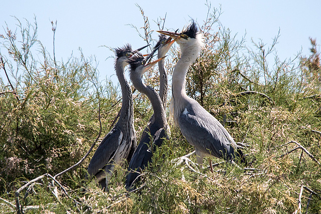 20150518 7936VRTw [R~F] Graureiher (Ardea cinerea), Parc Ornithologique, Camargue