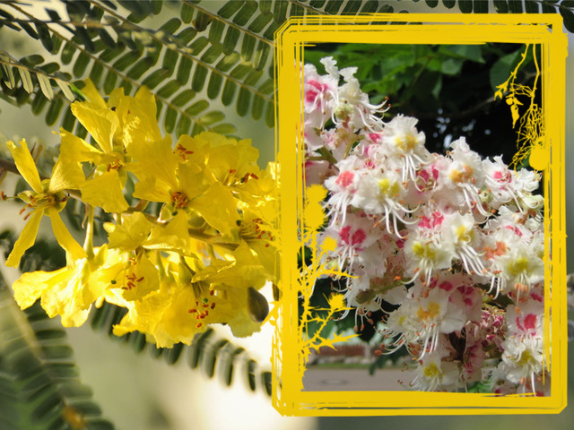 Acacia flowers vs. Kastanienblüte