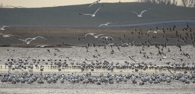 20180403 3426CPw [D~AUR] Limikolen, Leybucht, Greetsiel