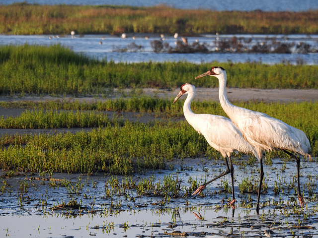 Day 3, ENDANGERED Whooping Cranes / Grus americana, Aransas, South Texas