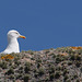 Silbermöwe (Larus argentatus)