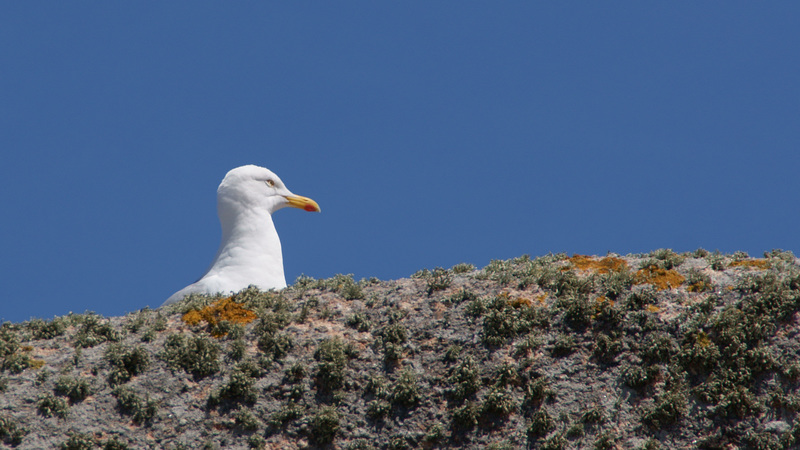 Silbermöwe (Larus argentatus)