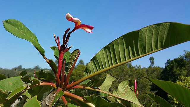 Frangipani