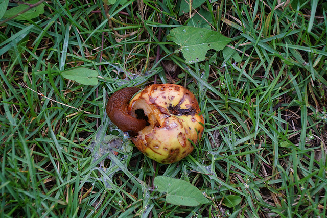 Schnecke frisst Apfel