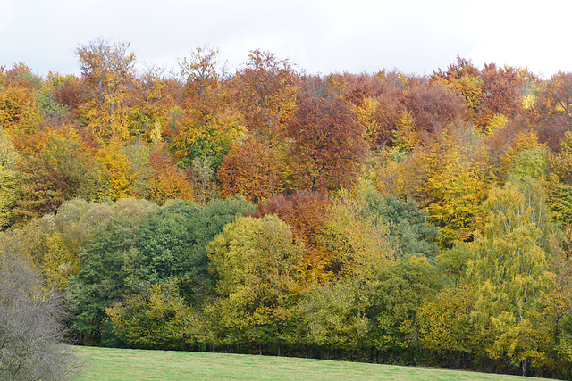 Auch am Hainholz hat der Herbst Einzug gehalten II