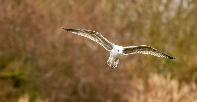 Gull in flight