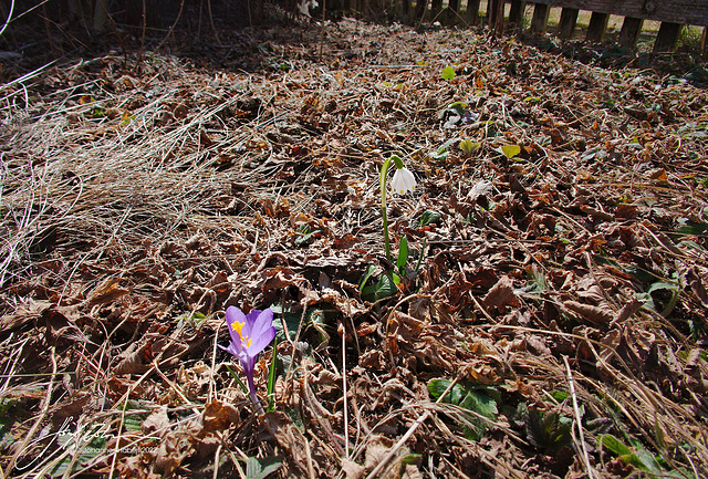 Krokus und Märzenbecher